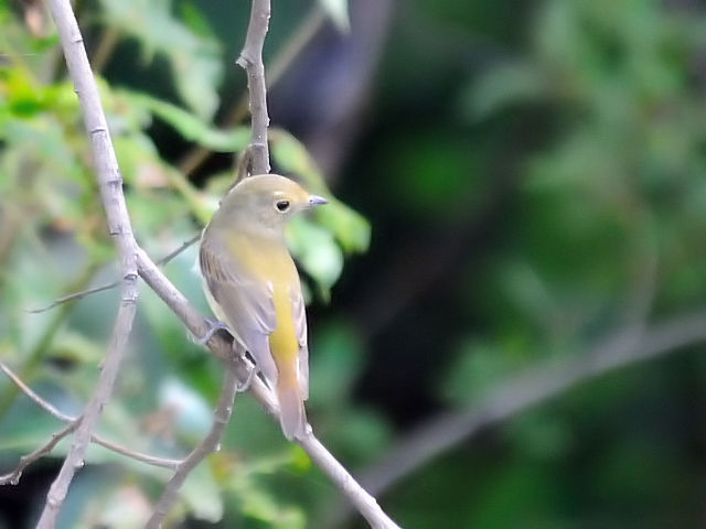 ⑨ コサメビタキ　成鳥　淀川河川敷公園三島江地区　高槻市　2012/10/02　Photo by Kohyuh
