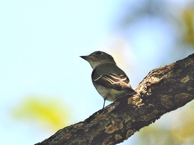⑦ コサメビタキ　成鳥　千里南公園　吹田市　2012/09/28　Photo by Kohyuh
