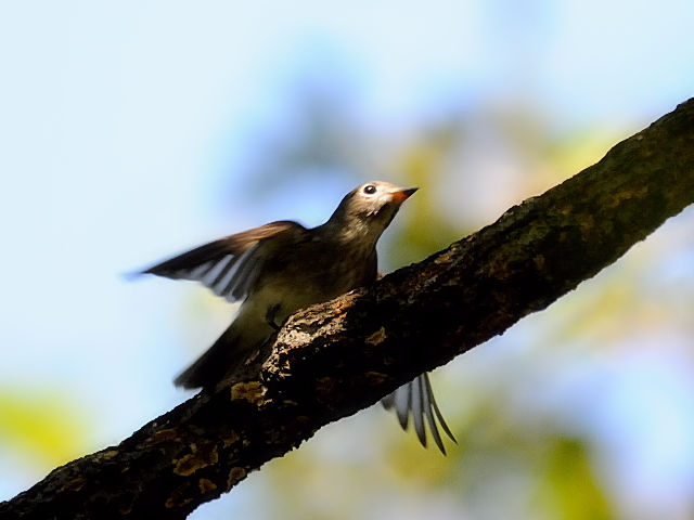 ⑧ コサメビタキ　成鳥　千里南公園　吹田市　2012/09/28　Photo by Kohyuh