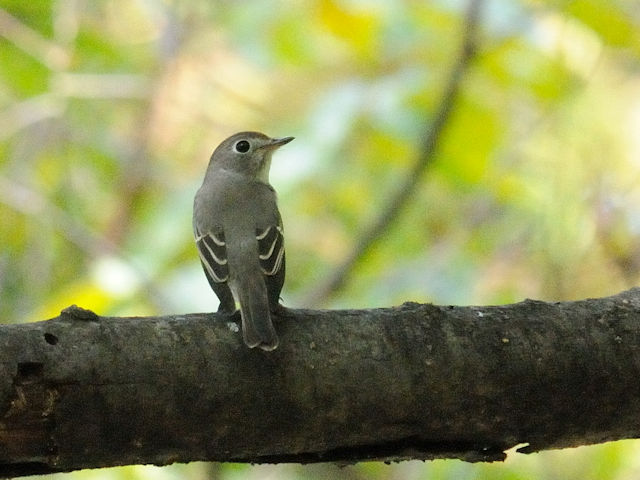 RTr^L@@iS-1j@Rcr@s@2017/10/08@Photo by Kohyuh