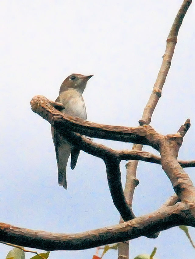 RTr^LiS-1j@썶݁@s 2018/09/23@Photo by Kohyuh