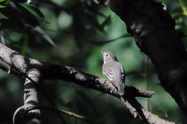 RTr^L@@iQ-2j@썶݁@s@2017/09/30@Photo by Kohyuh