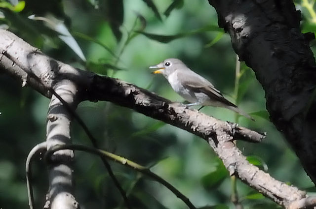 RTr^L@@iQ-1j@썶݁@s@2017/09/30@Photo by Kohyuh