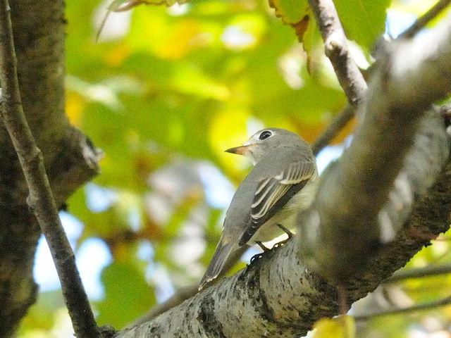 RTr^L@@iS-2j@Rcr@s@2017/10/08@Photo by Kohyuh