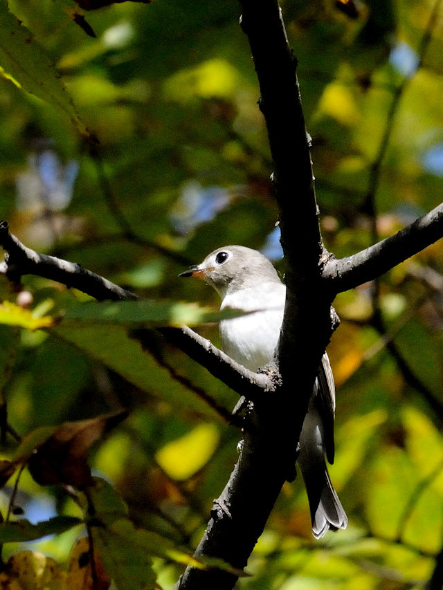 RTr^L@@iS-3j@Rcr@s@2017/10/08@Photo by Kohyuh