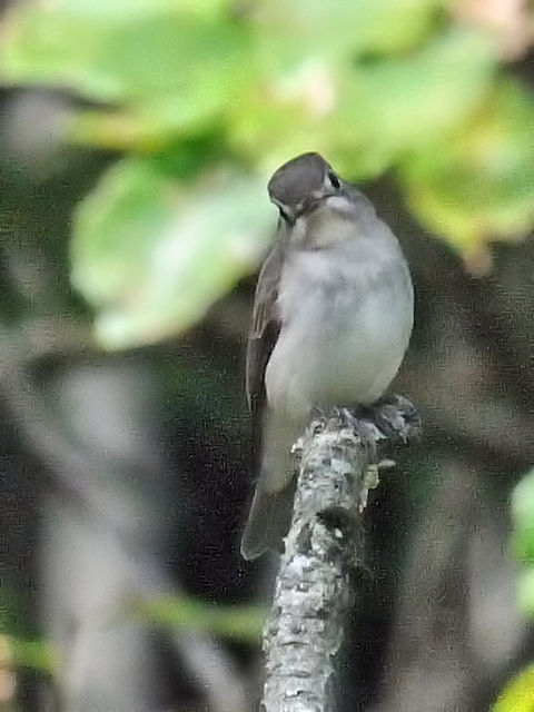 ② コサメビタキ　成鳥　太陽が丘　宇治市　2011/10/01　Photo by Kohyuh