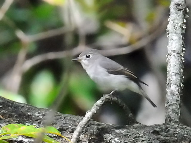 ③ コサメビタキ　成鳥　太陽が丘　宇治市　2011/10/01　Photo by Kohyuh