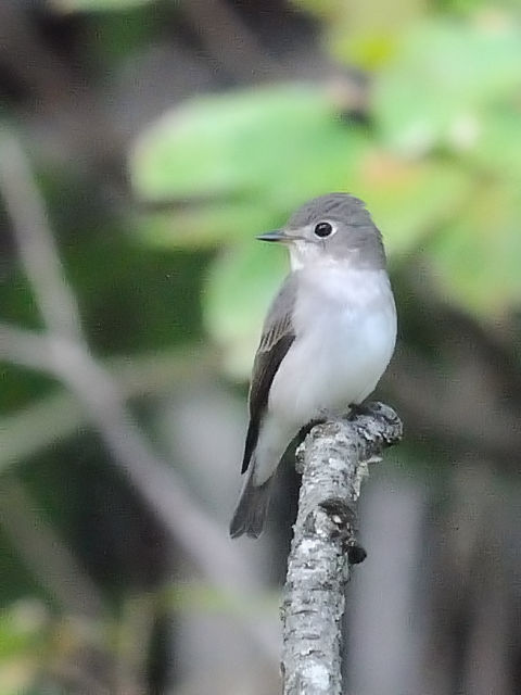 ④ コサメビタキ　成鳥　太陽が丘　宇治市　2011/10/01　Photo by Kohyuh