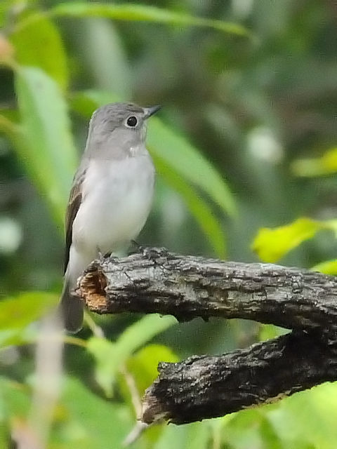 ⑤ コサメビタキ　成鳥　太陽が丘　宇治市　2011/10/01　Photo by Kohyuh