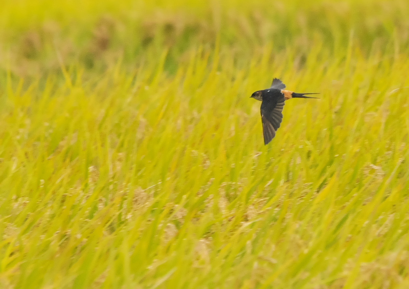 RVAJco iюpj@@s@@2016/10/21@Photo by Takase