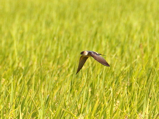 RVAJco iюpj@@s@@2014/10/08@Photo by Manda