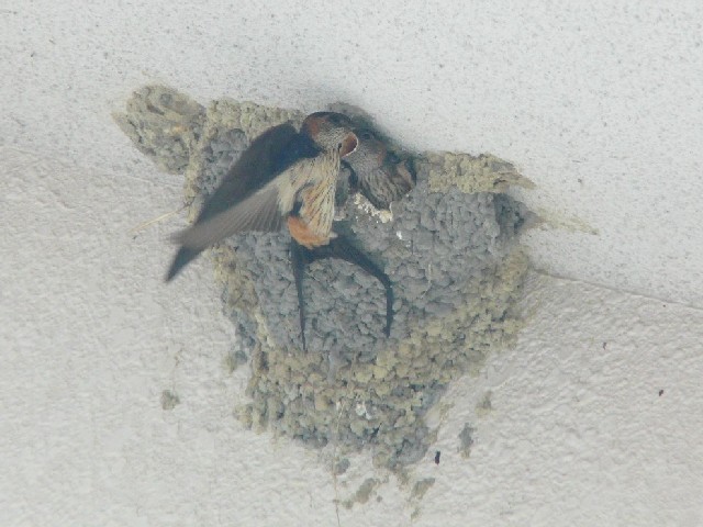 @ RVAJco@eq@@s@jR@2008/07/01@Photo by Takase