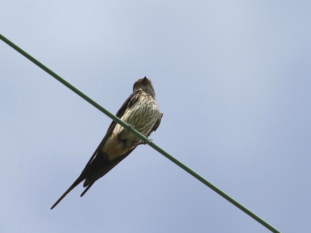 RVAJco iQ-2j@@s@J@2013/09/06@Photo by Manda