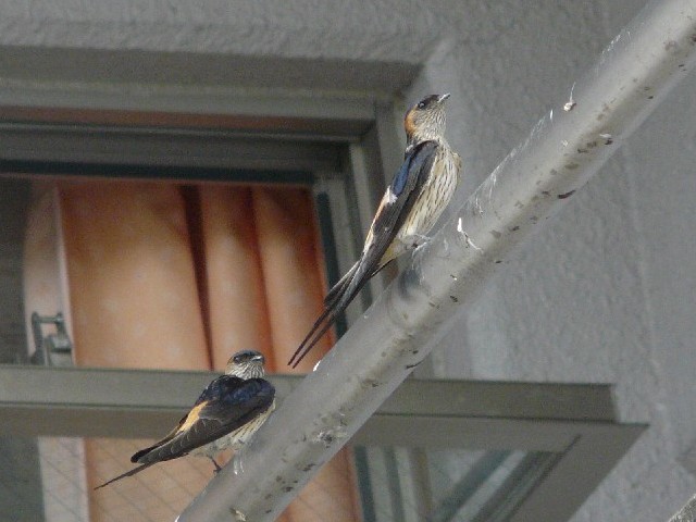 A RVAJco@@@s@jR@2008/07/01@Photo by Takase