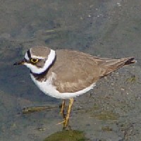 《コチドリ》 写真はクリックで拡大する