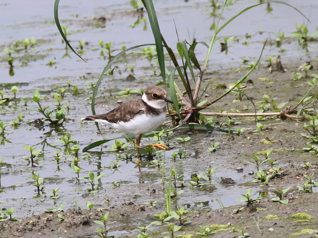 R`h@c@iR-1j@c@ss@2014/09/06 Photo by Manda