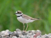 sR`ht@ʐ^̓NbNŊg傷