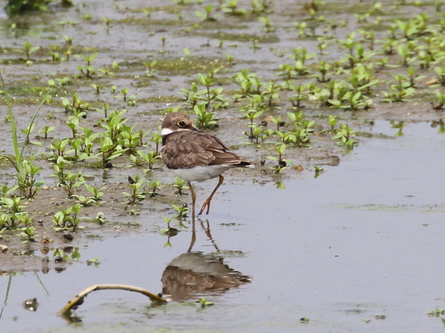 R`h@c@iR-2j@c@ss@2014/09/06 Photo by Manda