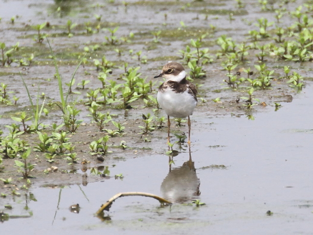 R`h@c@iR-3j@c@ss@2014/09/06 Photo by Manda