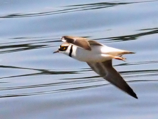 C R`h@@썶݁@s@2010/04/28@Photo by Kohyuh