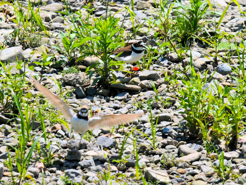 R`h@@iR-3j@@ss@2020/05/28 Photo by Kohyuh