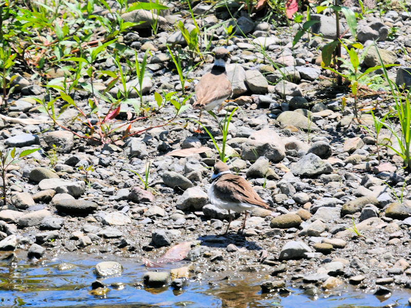 R`h@@iR-2j@@ss@2020/05/28 Photo by Kohyuh