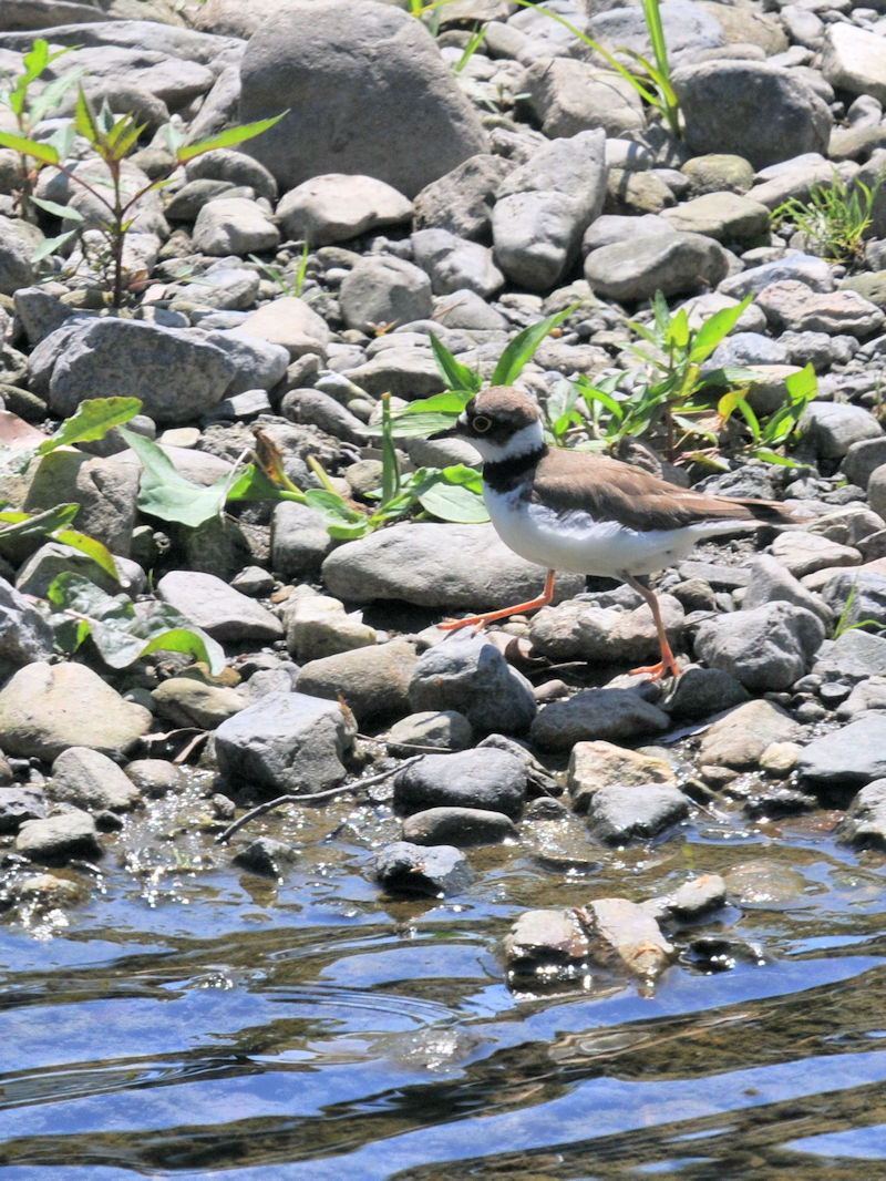 R`h@@iR-1j@@ss@2020/05/28 Photo by Kohyuh