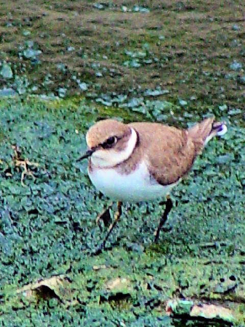 A R`h@@~H@@ꌧ@2009/01/23@Photo by Kohyuh