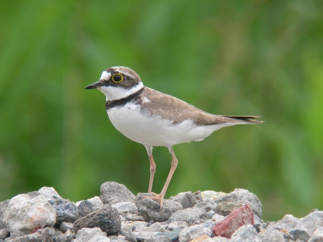 s R`h t@ @s@˒Á@ 2006/06/28 Photo by Takayama