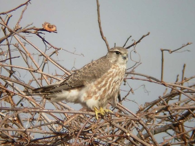 @ R`EQ{E@p@@s@J@ 2006/01/17@ Photo by Takayam