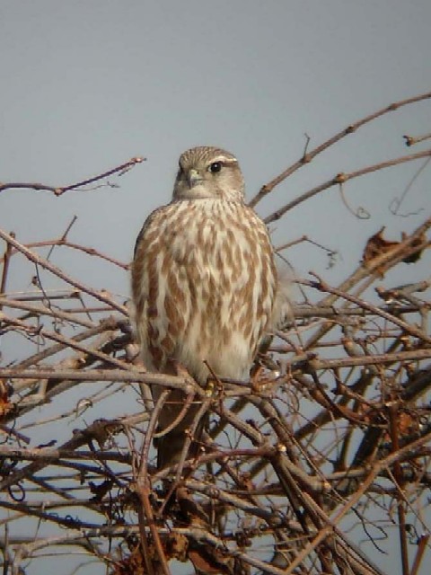 A R`EQ{E@Op@@s@J@ 2006/01/17@ Photo by Takayam