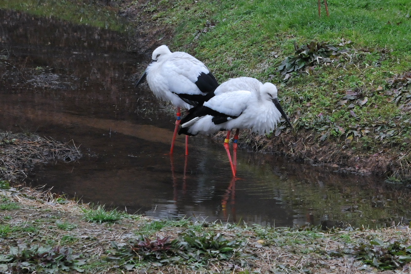 REmg iPO-3j@@ɌREmg̋@2015/01/21@Photo by Takase