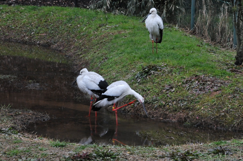 REmg iPO-5j@@ɌREmg̋@2015/01/21@Photo by Takase