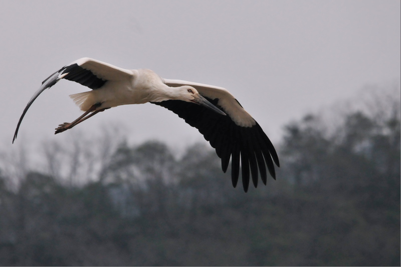 REmg iPO-7j@@ɌREmg̋@2015/01/21@Photo by Takase