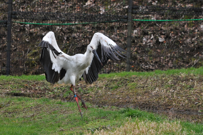 REmg iPO-8j@@ɌREmg̋@2015/01/21@Photo by Takase