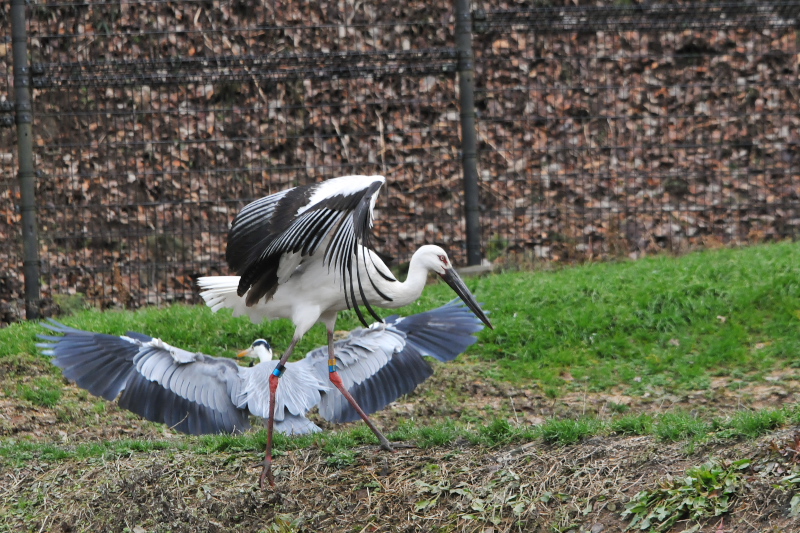 REmg iPO-9j@@ɌREmg̋@2015/01/21@Photo by Takase