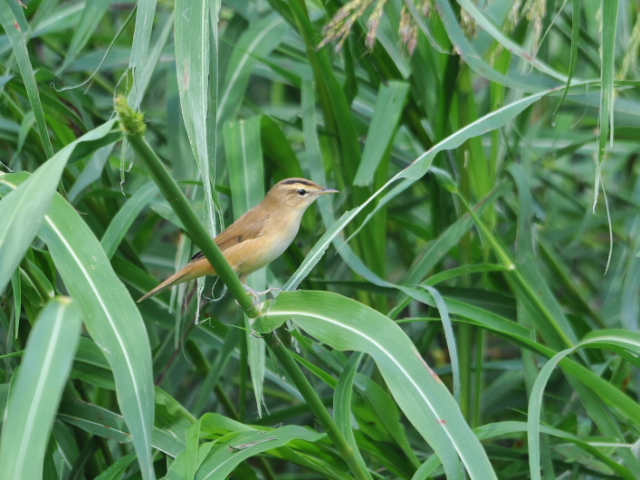 ① コヨシキリ　成鳥　八幡市　大谷川　2012/10/01　Photo by Takase