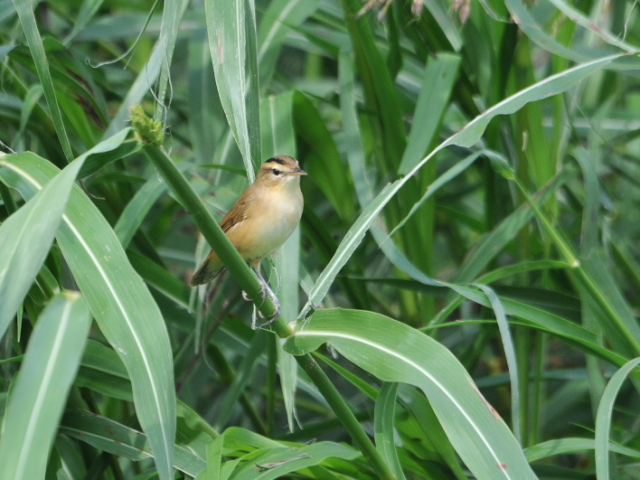 ② コヨシキリ　成鳥　八幡市　大谷川　2012/10/01　Photo by Takase