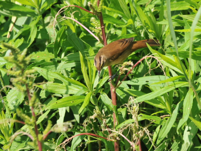 ③ コヨシキリ　成鳥　八幡市　大谷川　2012/10/01　Photo by Takase
