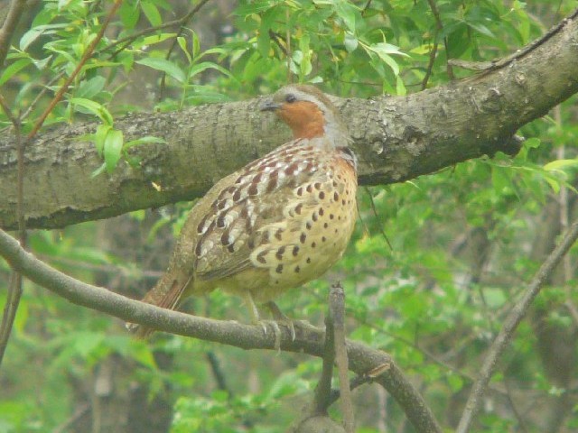 @ RWPC@@썶݁@s@2008/05/01@Photo by Takase