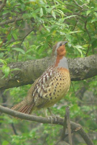 A RWPC@@썶݁@s@2008/05/01@Photo by Takase