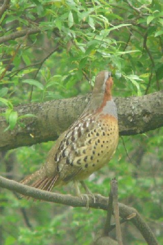 B RWPC@@썶݁@s@2008/05/01@Photo by Takase