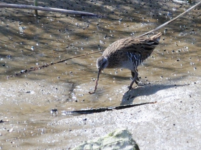 D NCi@@s@\O@2013/04/13@Photo by Kohyuh