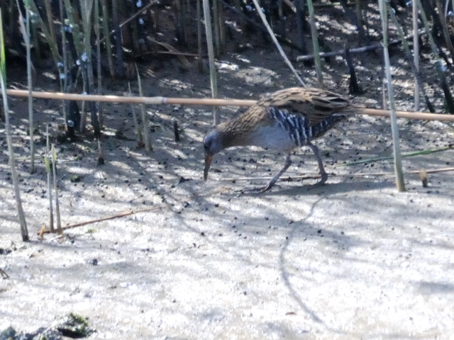 B NCi@@s@\O@2013/04/13@Photo by Kohyuh