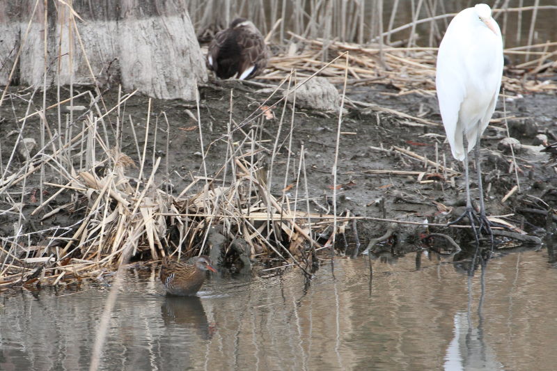 クイナ （４態-1）　山田池　枚方市　2015/02/02　Photo by Manda