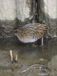 sNCit@ʐ^̓NbNŊg傷