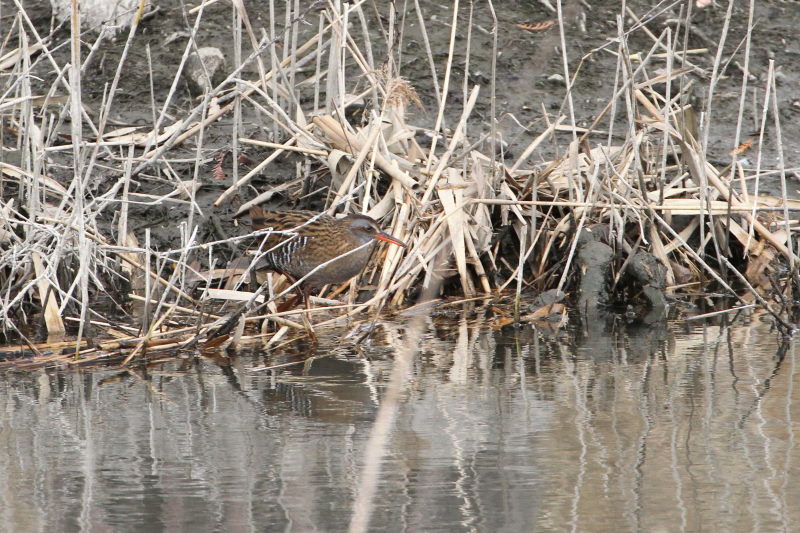 クイナ （４態-2）　山田池　枚方市　2015/02/02　Photo by Manda