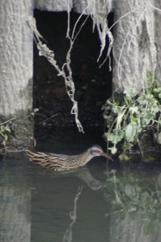 A NCi@s@J@2008/02/19@Photo by Shiba