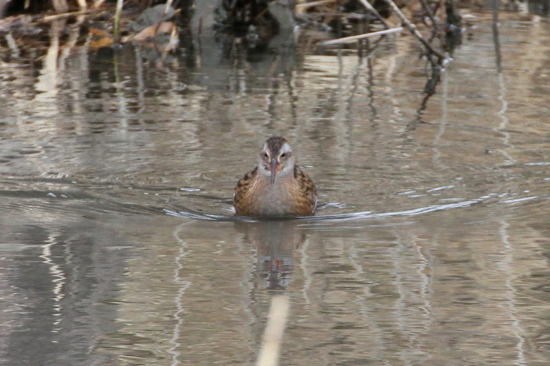 クイナ （４態-3）　山田池　枚方市　2015/02/02　Photo by Manda