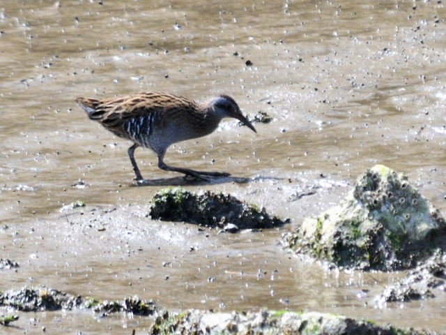 C NCi@@s@\O@2013/04/13@Photo by Kohyuh